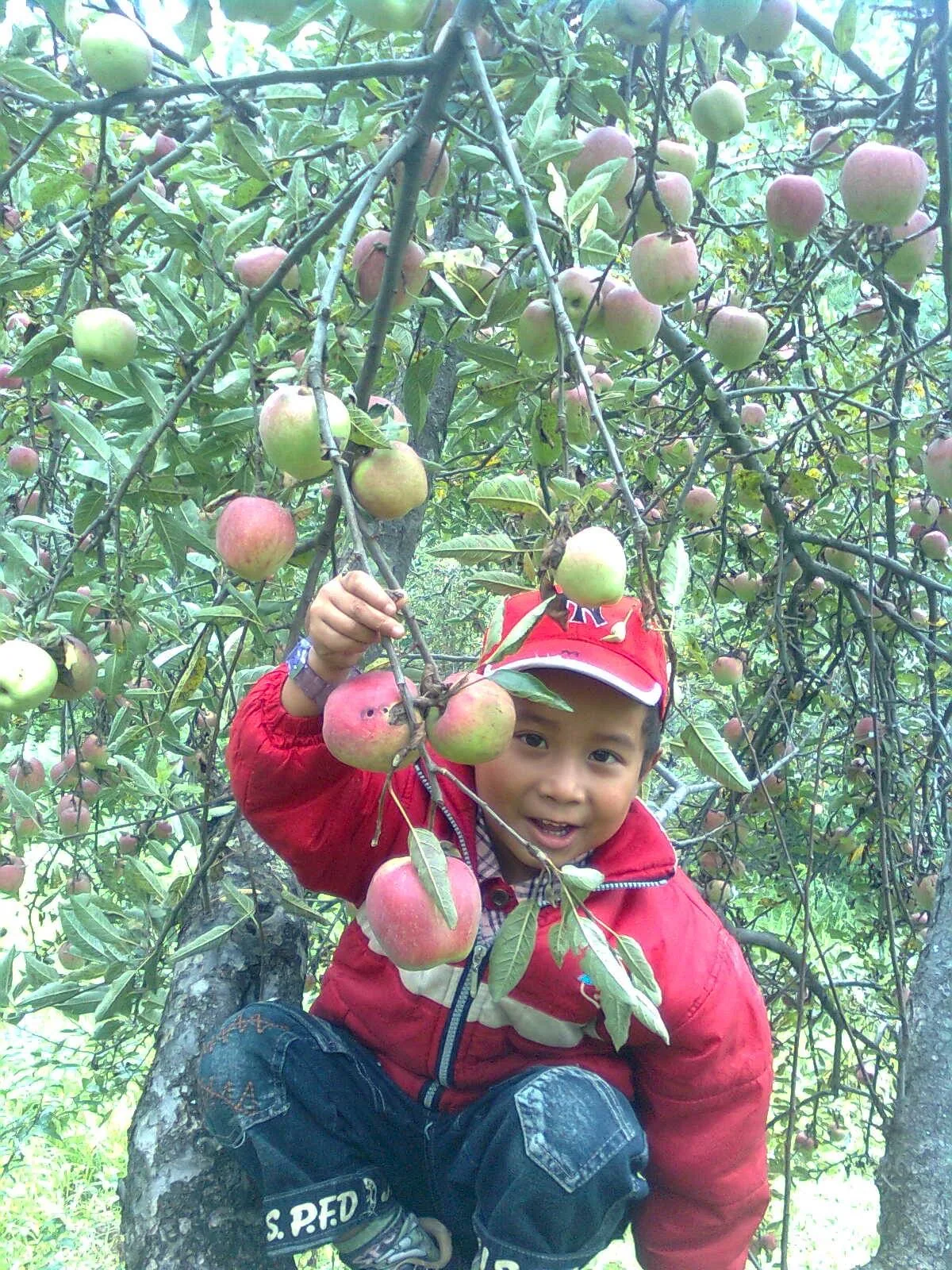 Aashish Thakuri as a child in an apple tree