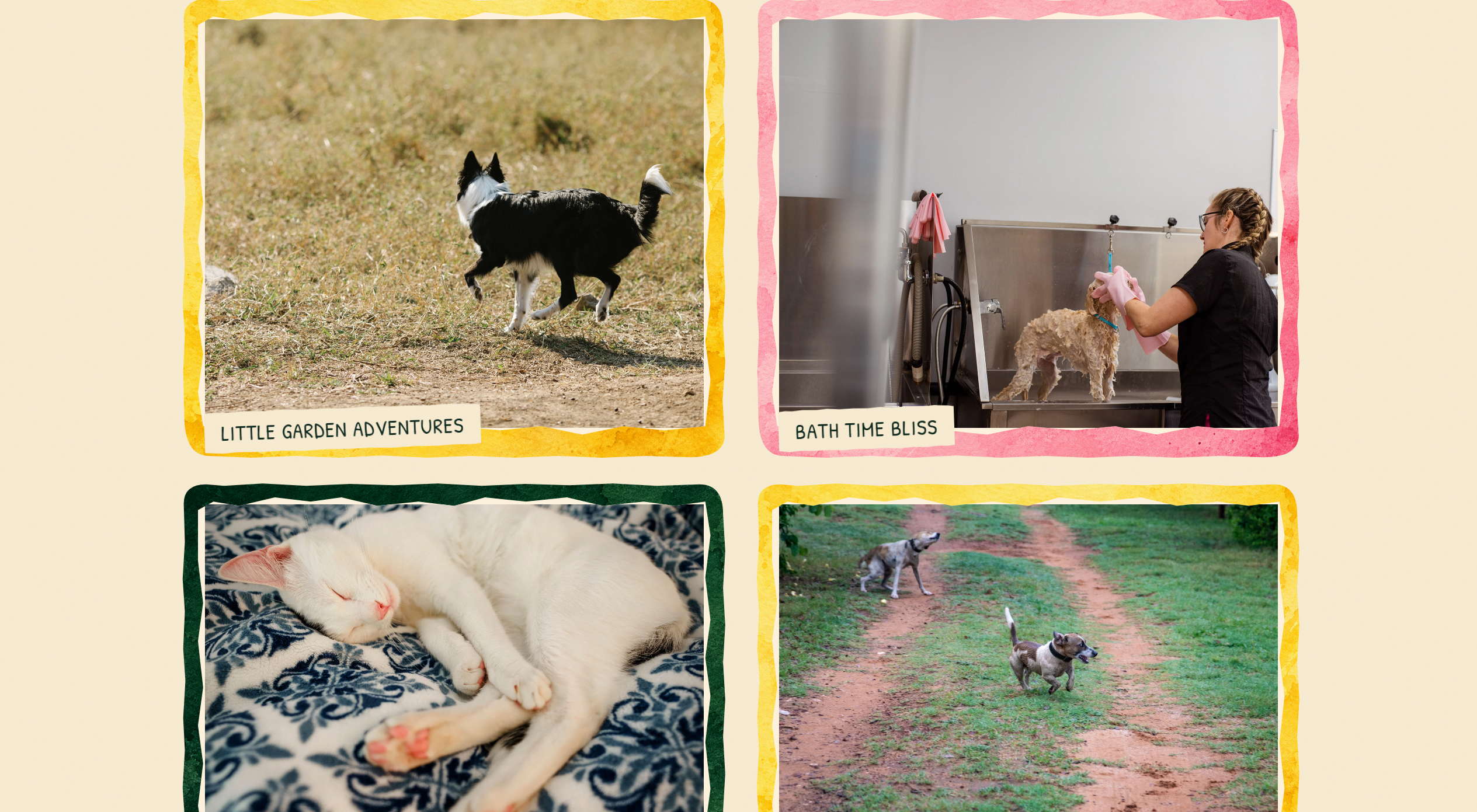 Good Company photo cards showing outdoor play, a grooming session, and a sleeping cat.