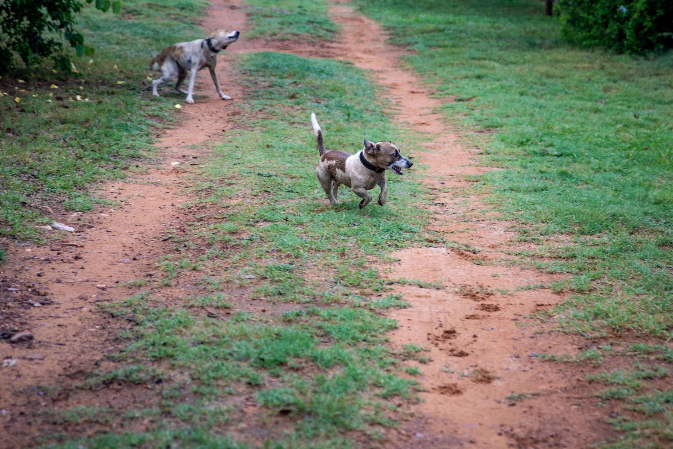 Two dogs running together along an outdoor path