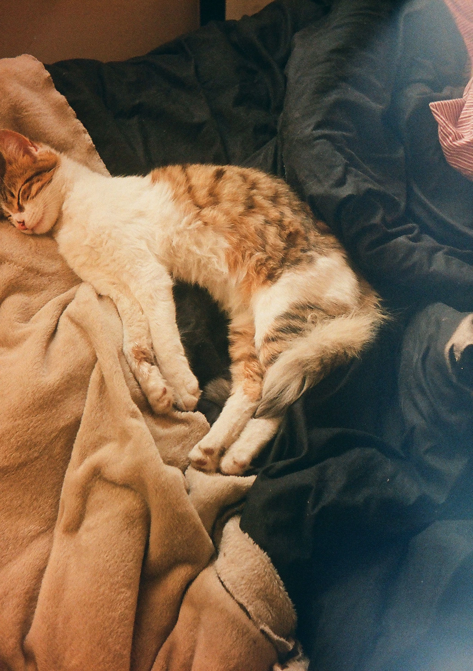 A tabby cat sleeping on a plush blanket