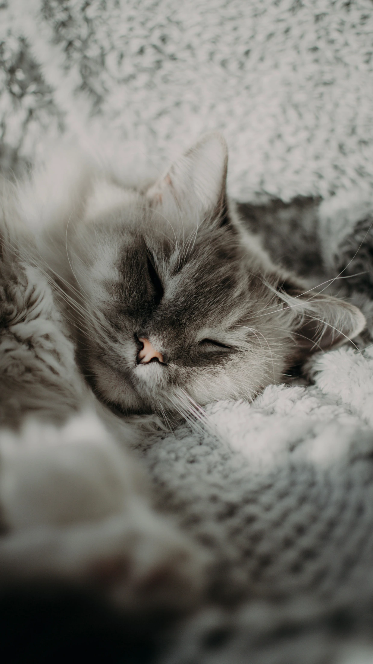A cat sleeping on a soft knitted blanket