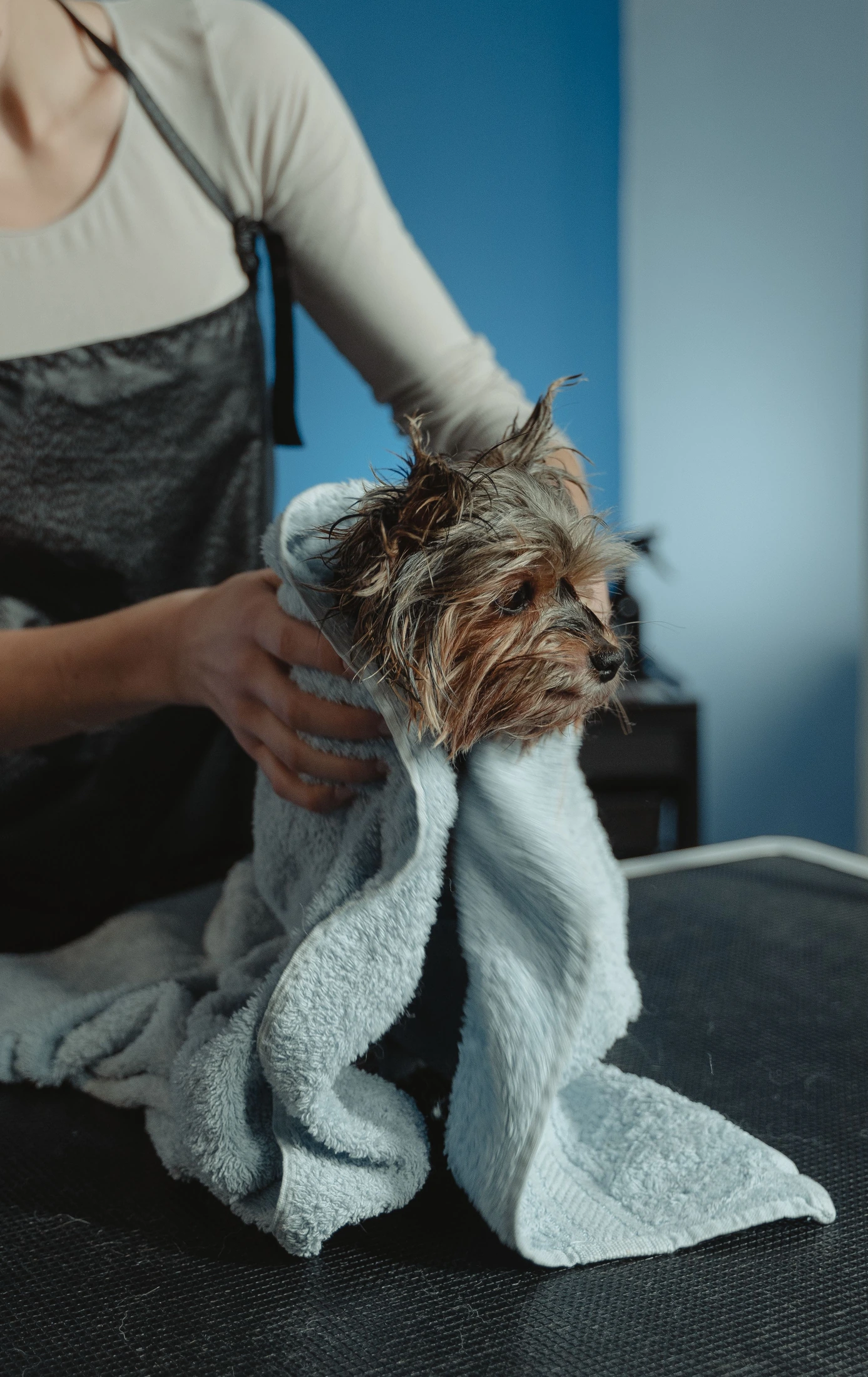 A Yorkshire Terrier being gently dried with a towel