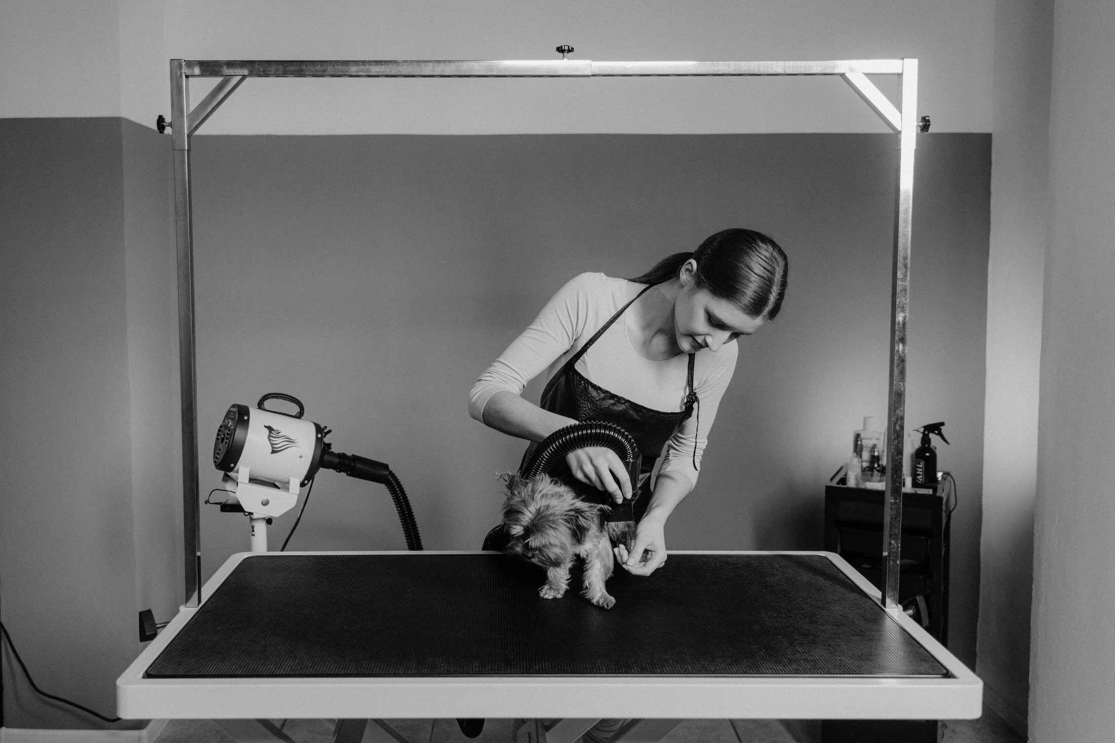 A groomer drying a Yorkshire Terrier on a grooming table