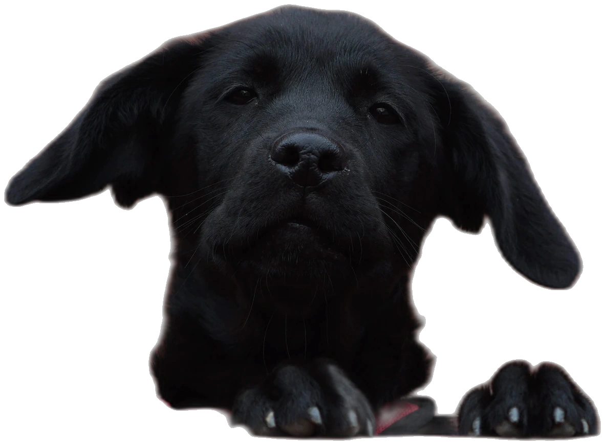 A Labrador puppy peeking over the paper edge