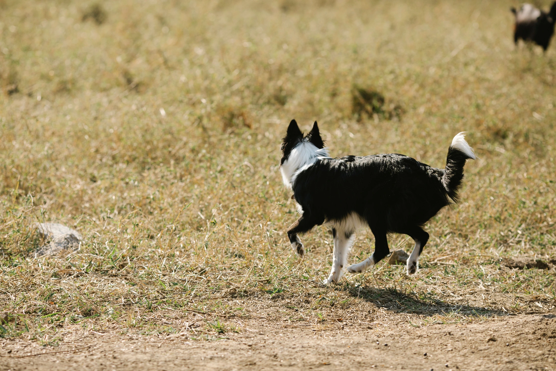 A Border Collie running across a grassy field