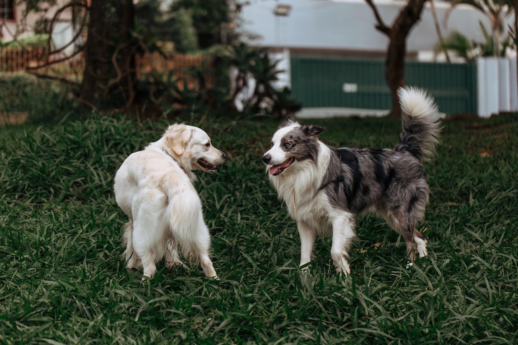 Two dogs playing together on green grass