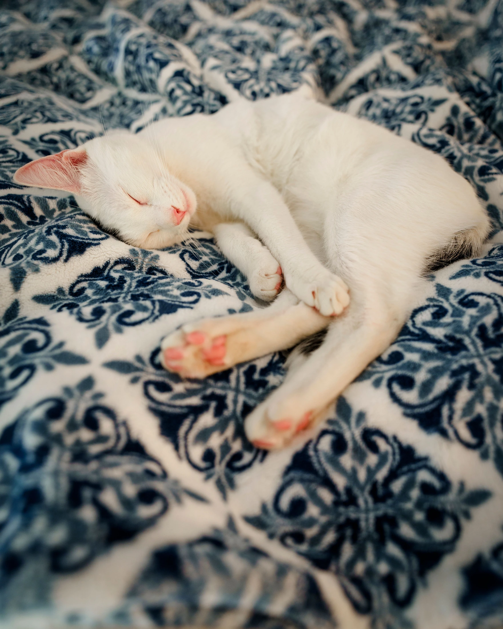 A white cat asleep on a blue patterned blanket