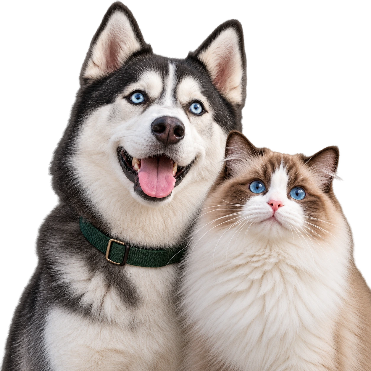 A blue-eyed Siberian husky and fluffy cream-and-cinnamon ragdoll cat